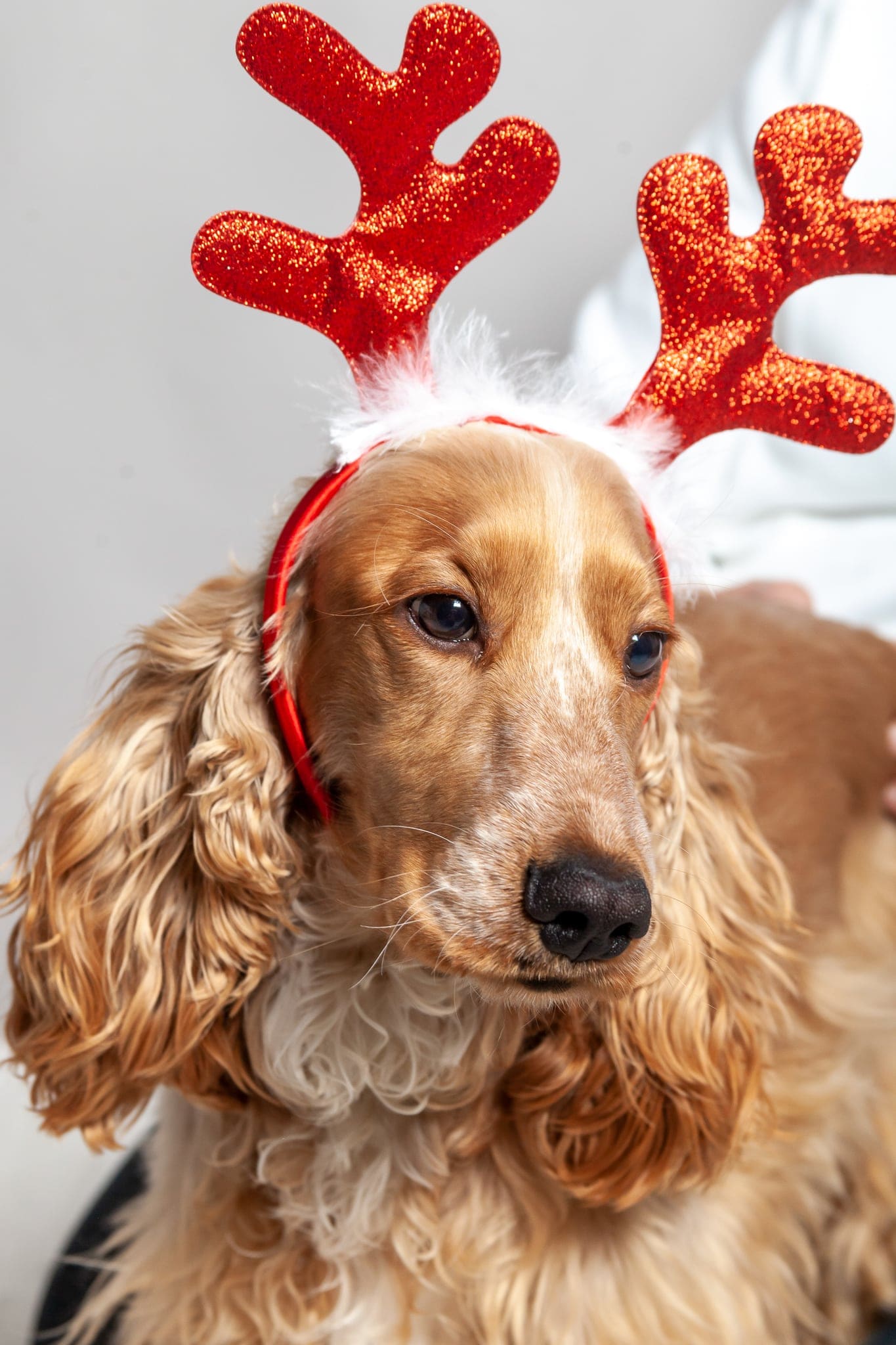 Primo piano di un cocker dal pelo dorato con cerchietto da renna rosso, ripreso durante la sessione di Natale con la famiglia